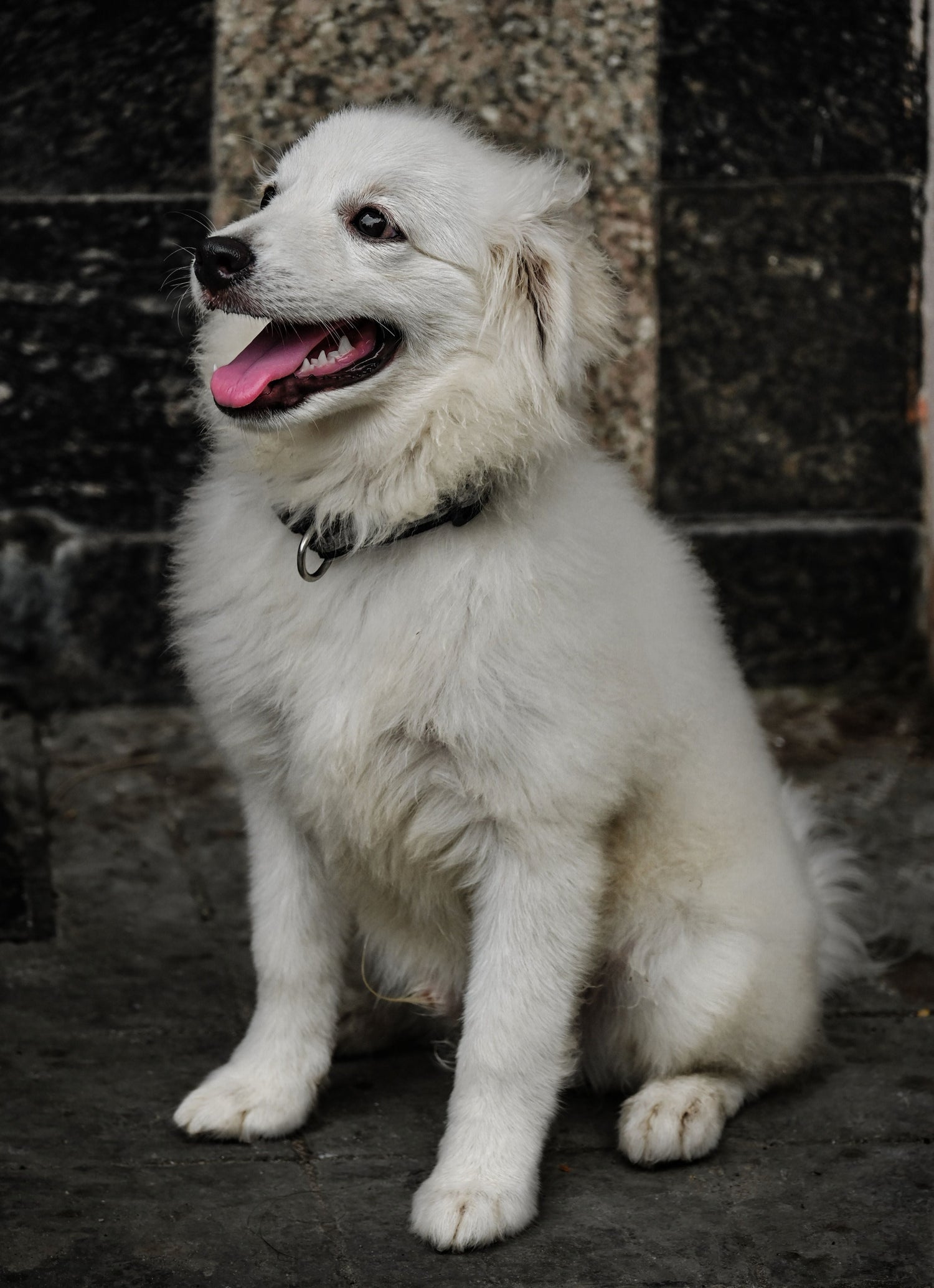 A category photo of pet 